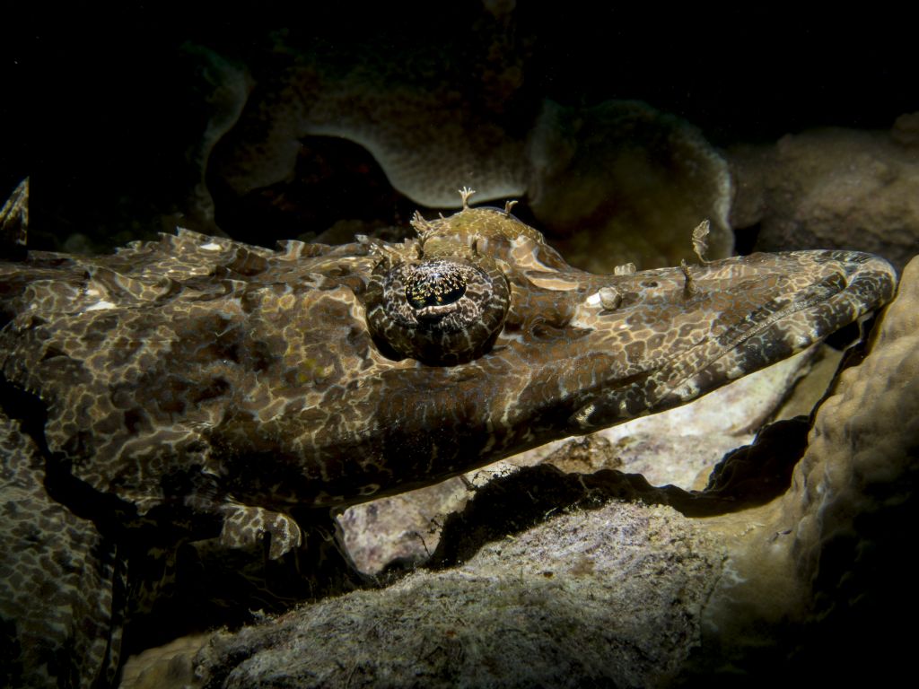 Crocodilfish